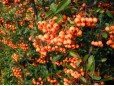 Pyracantha crenatoserrata